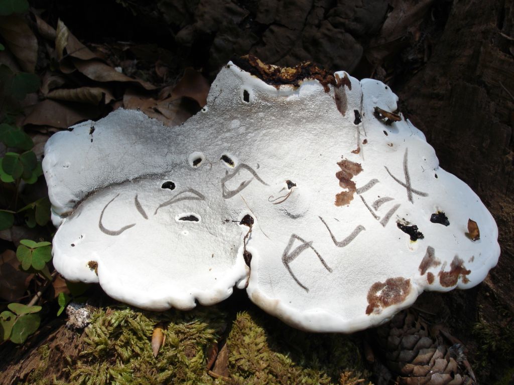 Ganoderma lipsiense? (Ganoderma sp.)